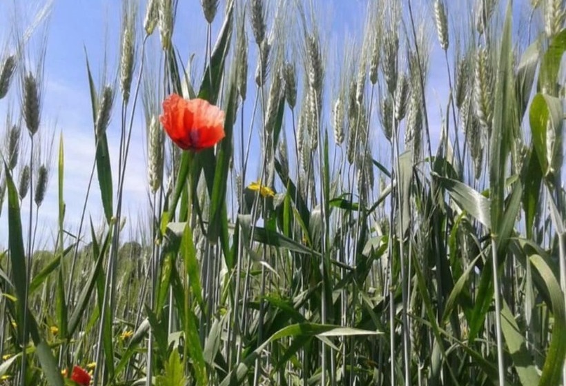 فندق ريفى Agriturismo Boschetto Di Montiano