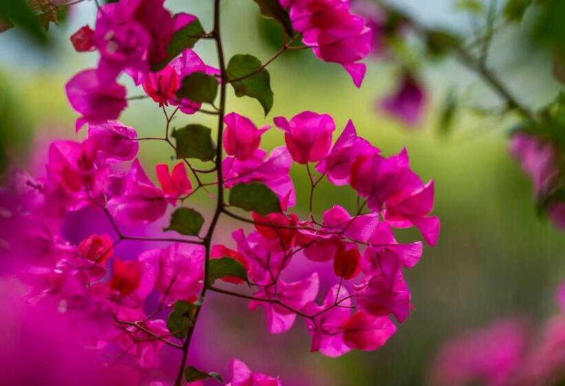 Villa Mariella Pittorino Camere In B&b