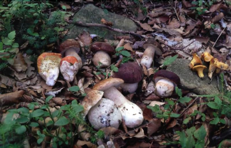 Agriturismo Lago Di Mezzano