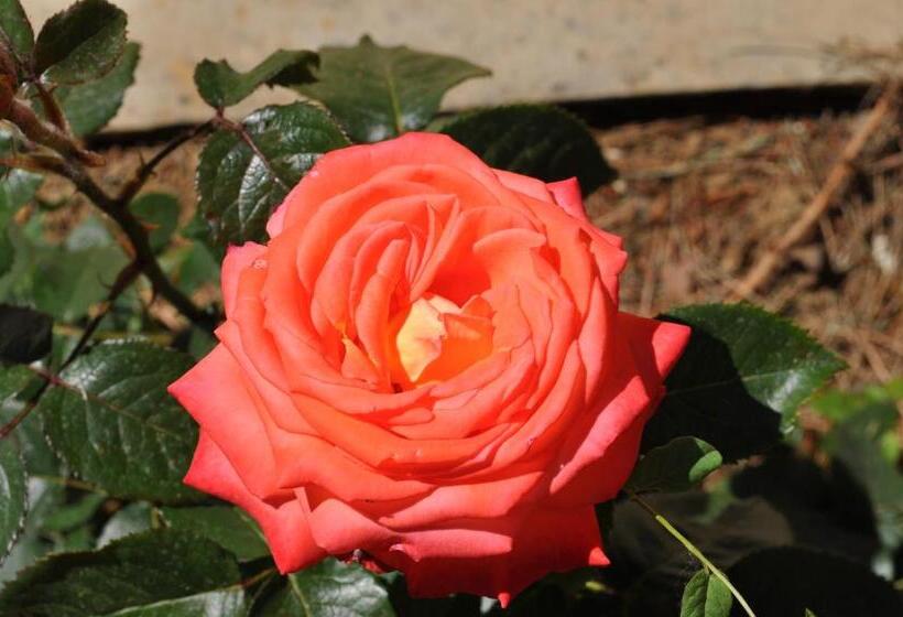 田舎風ホテル Agriturismo La Limonaia