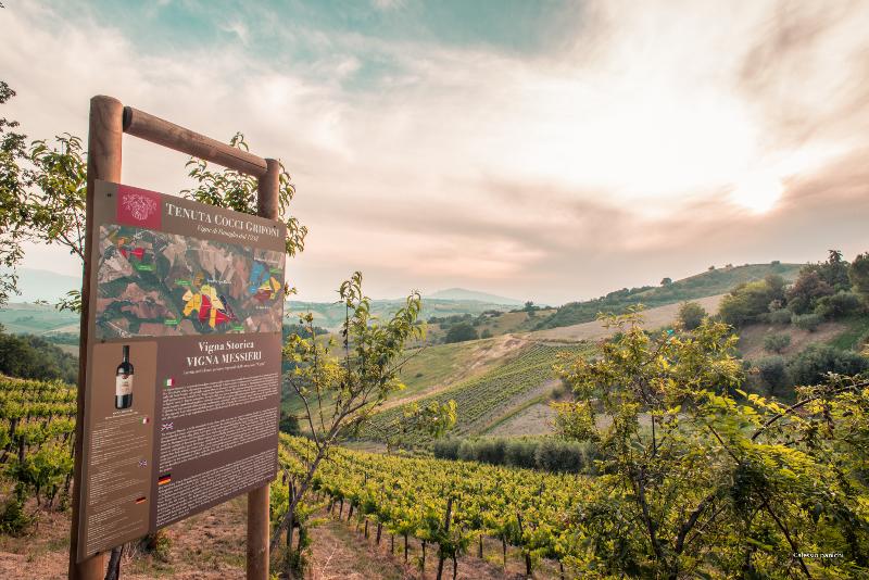 Dimora Di Campagna Tenuta Cocci Grifoni