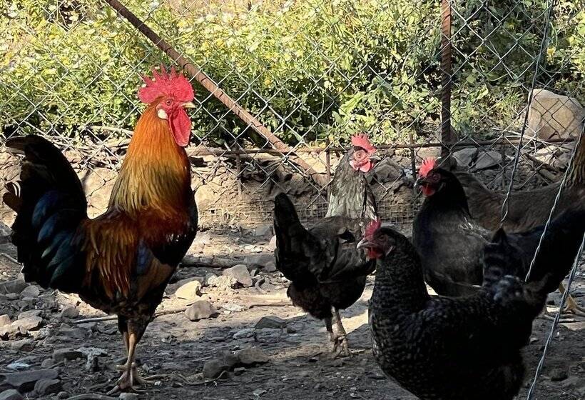 בית מלון כפרי Agriturismo Bosco Pianetti