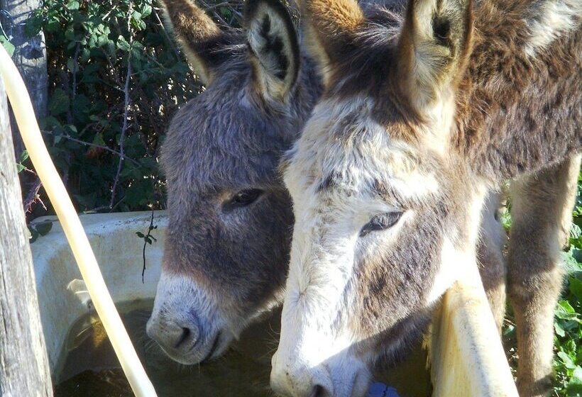 בית מלון כפרי Agriturismo Bosco Pianetti