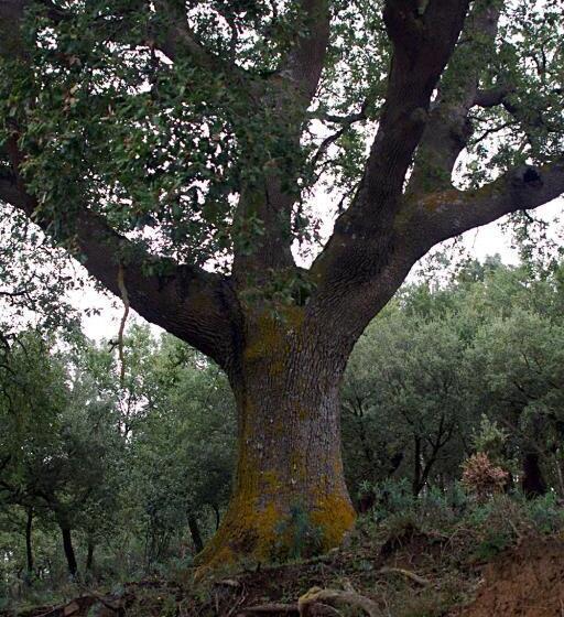 בית מלון כפרי Agriturismo Bosco Pianetti