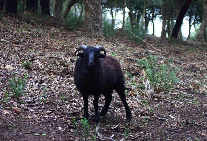 בית מלון כפרי Agriturismo Bosco Pianetti