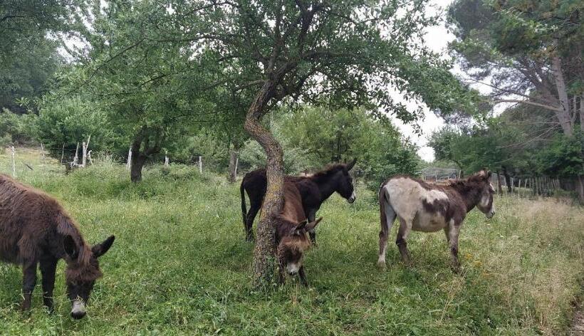 בית מלון כפרי Agriturismo Bosco Pianetti