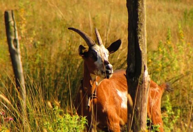 Пансион Agriturismo Pian Dei Lupi