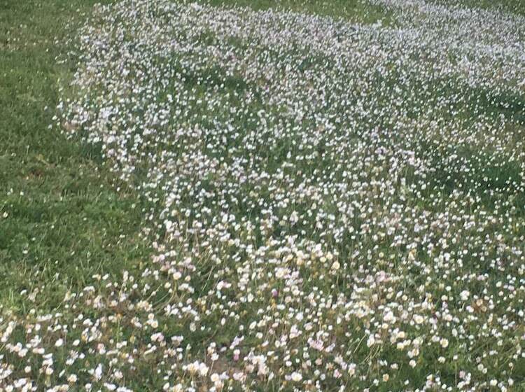 פנסיון Guest House Le Acacie