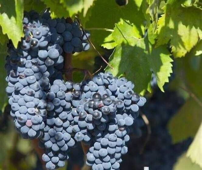 田舎風ホテル Agriturismo Castello Di Bucignano