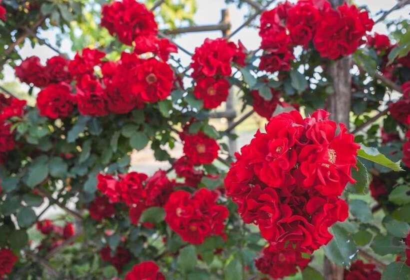 田舎風ホテル Agriturismo Castello Di Bucignano