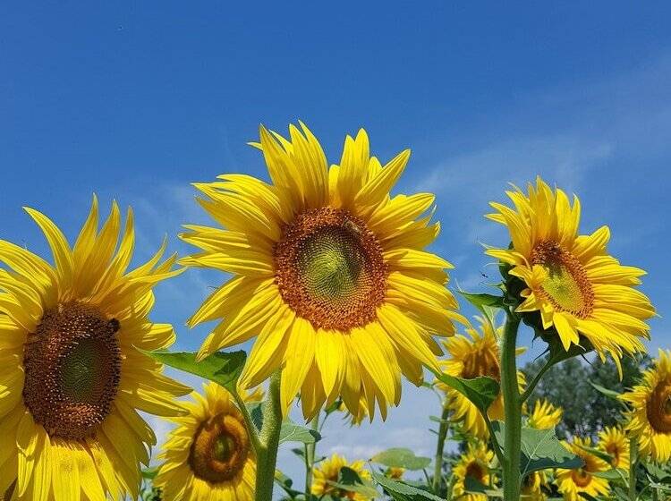 Сельский отель Borgo Tramonte