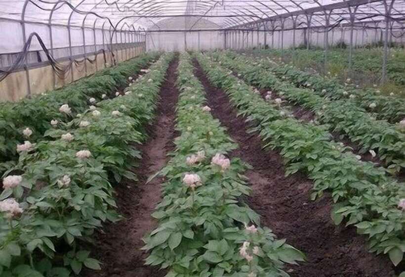 בית מלון כפרי Agriturismo Alba Chiara