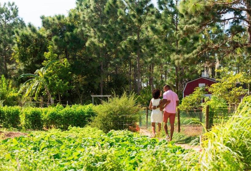 ホテル The Ritzcarlton Orlando, Grande Lakes