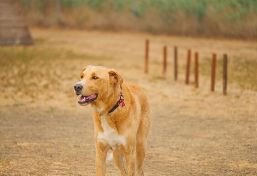 בית מלון כפרי Gitavillage Club Degli Amici