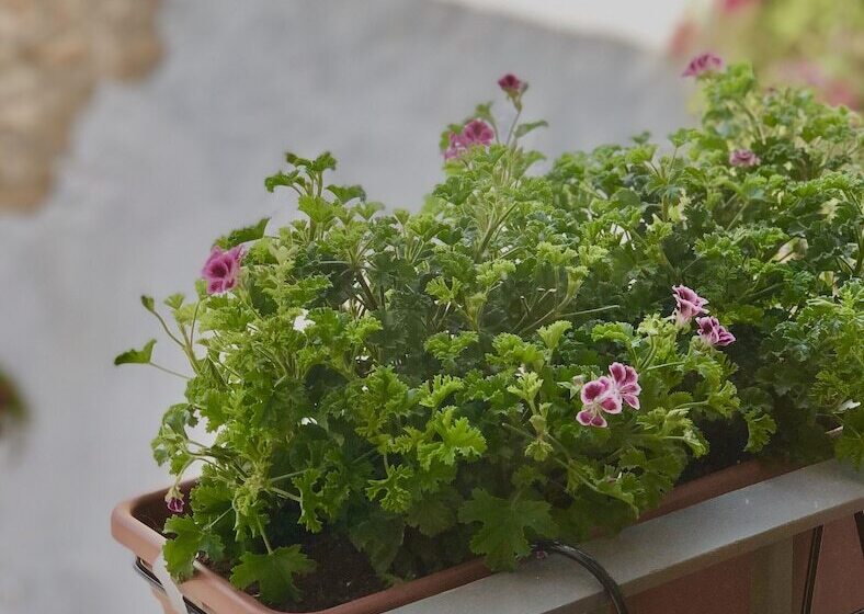 בית מלון כפרי Abaco Altea