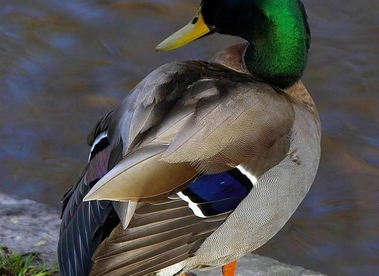 فندق على الطريق Travelodge By Wyndham Grand Falls