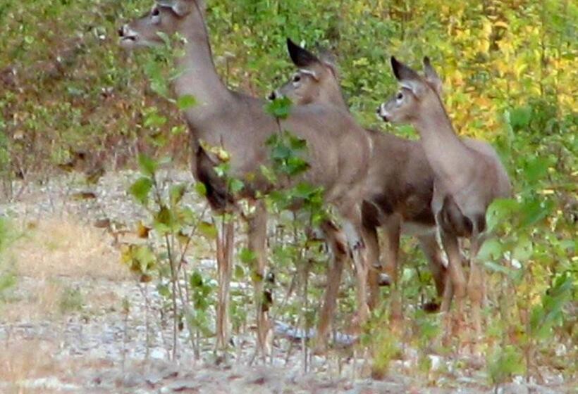 فندق على الطريق Travelodge By Wyndham Grand Falls