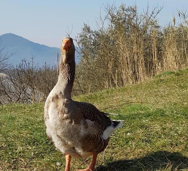 Отель Agriturismo Il Picchio Verde