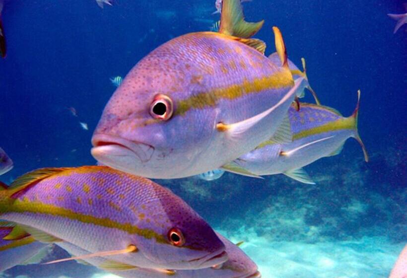 فندق Corales Punta Rusia