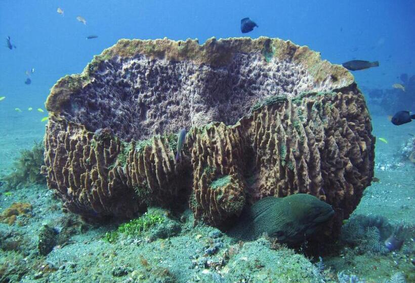 펜션 La Bila Dive Resort Amed