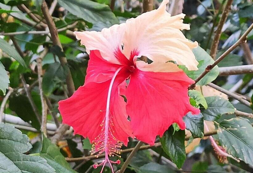 膳宿费 Pousada Peki