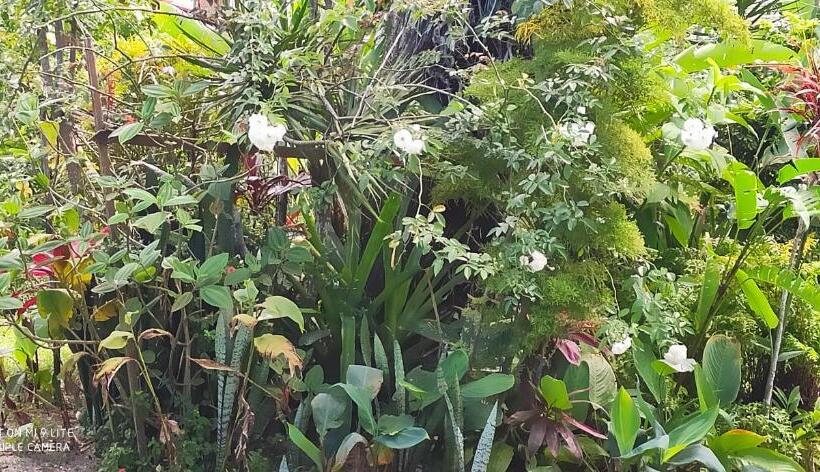 膳宿费 Pousada Peki