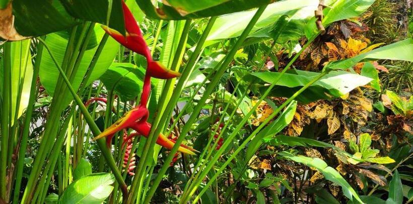 膳宿费 Pousada Peki