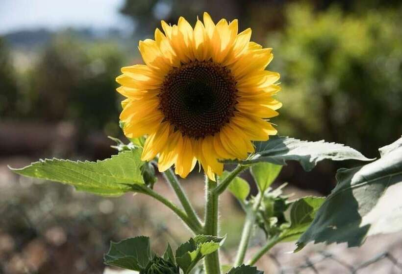 住宿加早餐  Beb Casa Romano