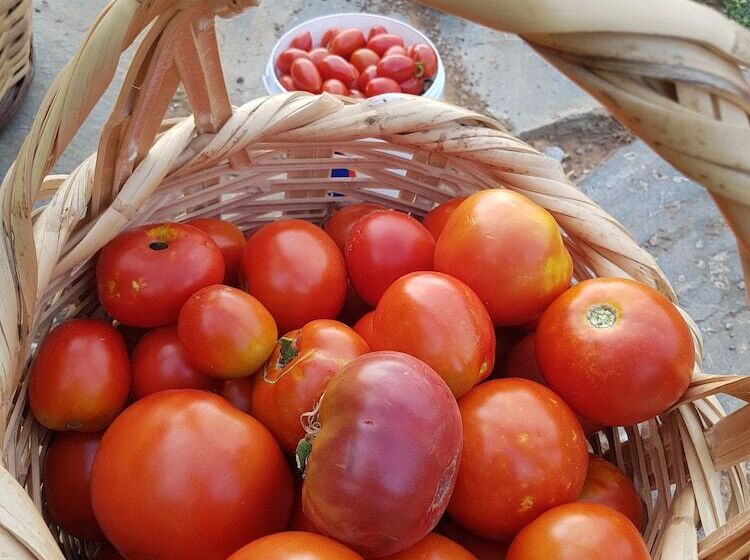 בית מלון כפרי Amanita Boutique