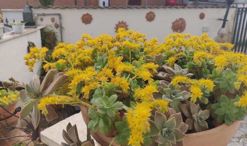 בית מלון כפרי Hillary House