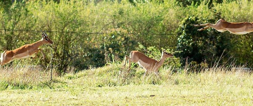 酒店 Matusadona Guest Lodge