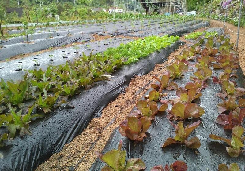 ホテル Starvill Pension