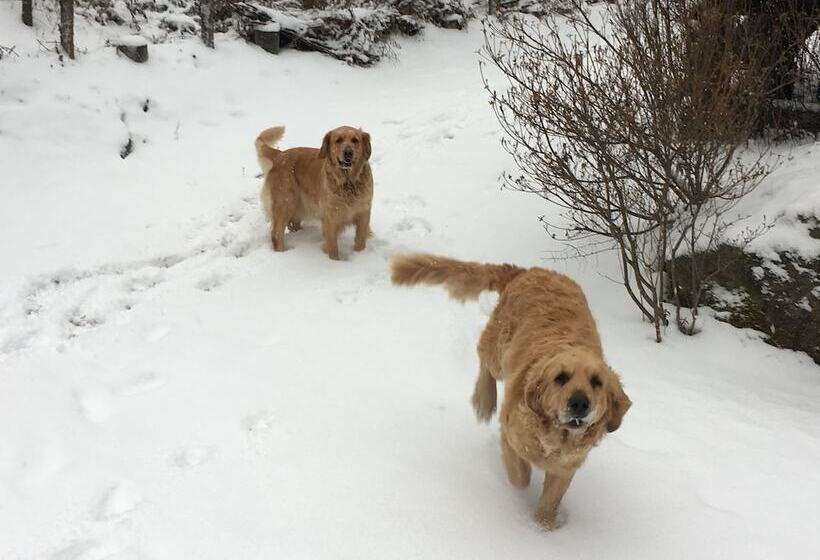 בית מלון כפרי Tirol Pension