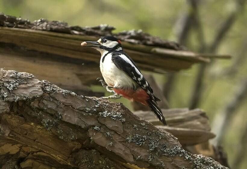 Отель Glentruim Lodge Ecopod