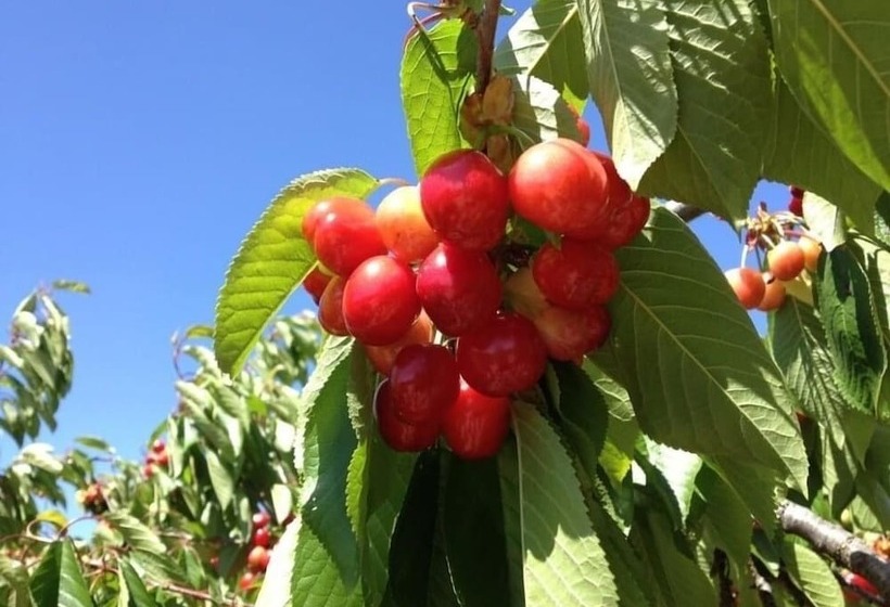 교외 호텔 Quinta Da Pereira E Enricas Agro Turismo