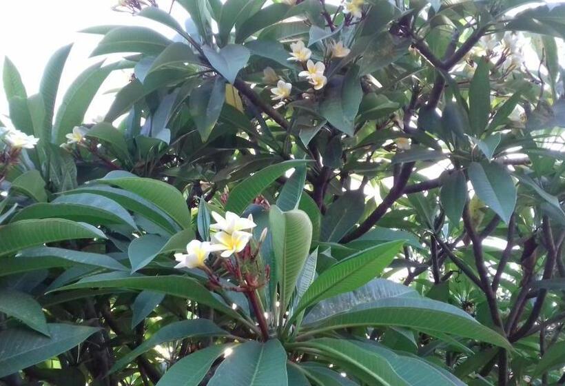 膳宿费 Le Frangipanier