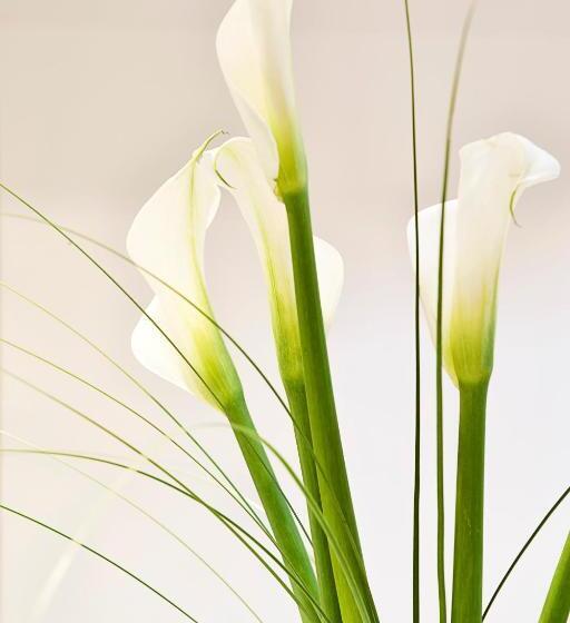 فندق Arion Athens