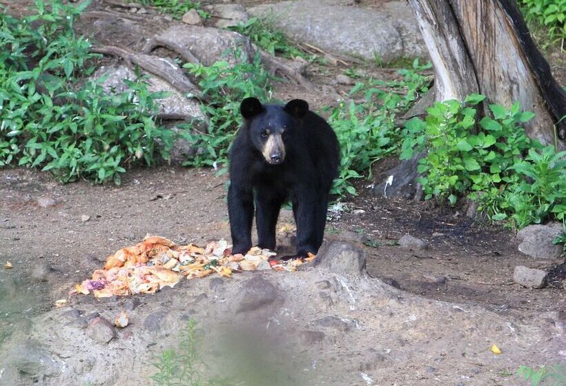 Отель Pourvoirie Du Lac Blanc