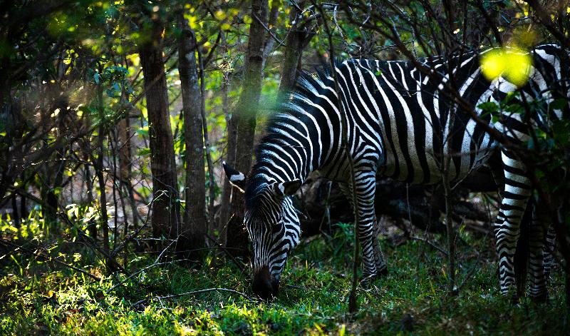 Royal Livingstone Hotel By Anantara