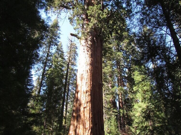 בית מלון כפרי Wuksachi Lodge