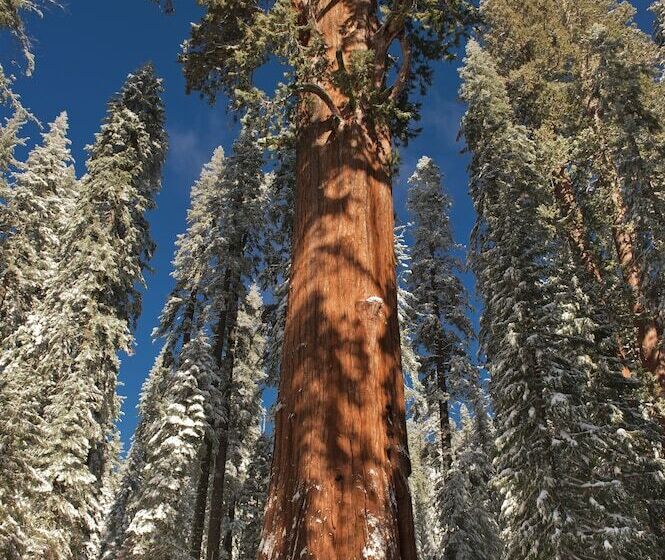 בית מלון כפרי Wuksachi Lodge