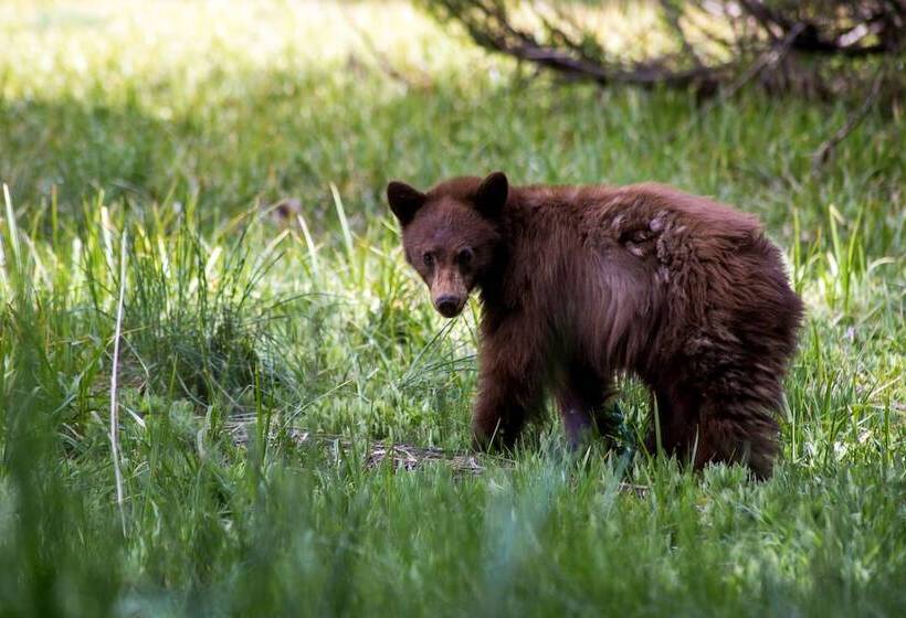 בית מלון כפרי Wuksachi Lodge