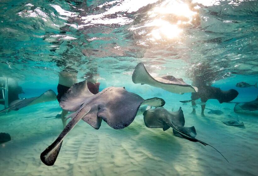 Wyndham Reef Resort, Grand Cayman