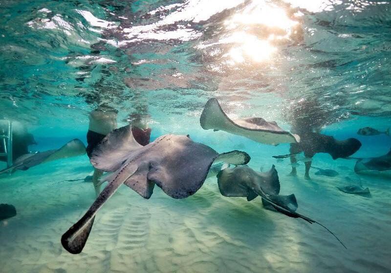 Wyndham Reef Resort, Grand Cayman