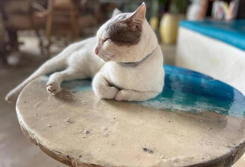 Отель Babalao Bungalows