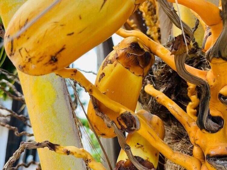 Отель Babalao Bungalows