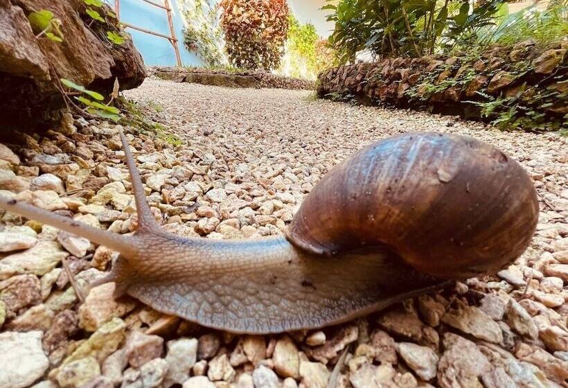 Отель Babalao Bungalows