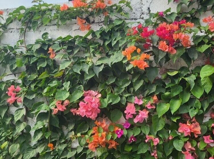 Отель Babalao Bungalows