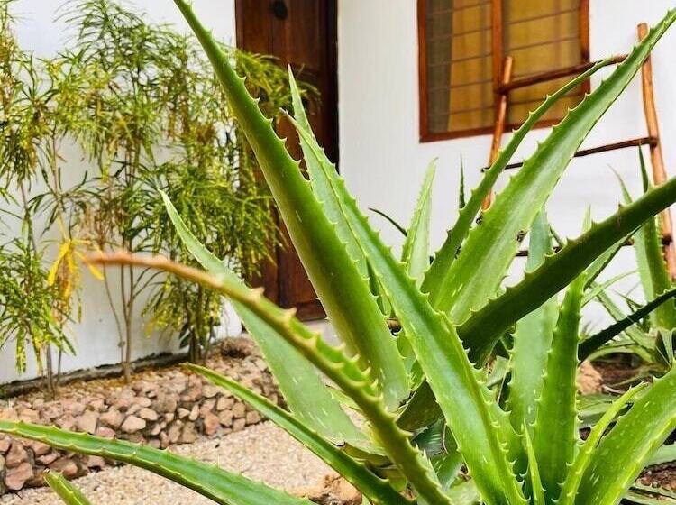 Отель Babalao Bungalows