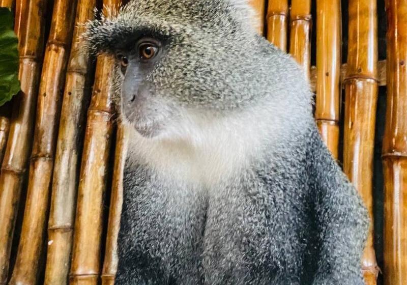 Отель Babalao Bungalows